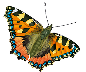 Papillon